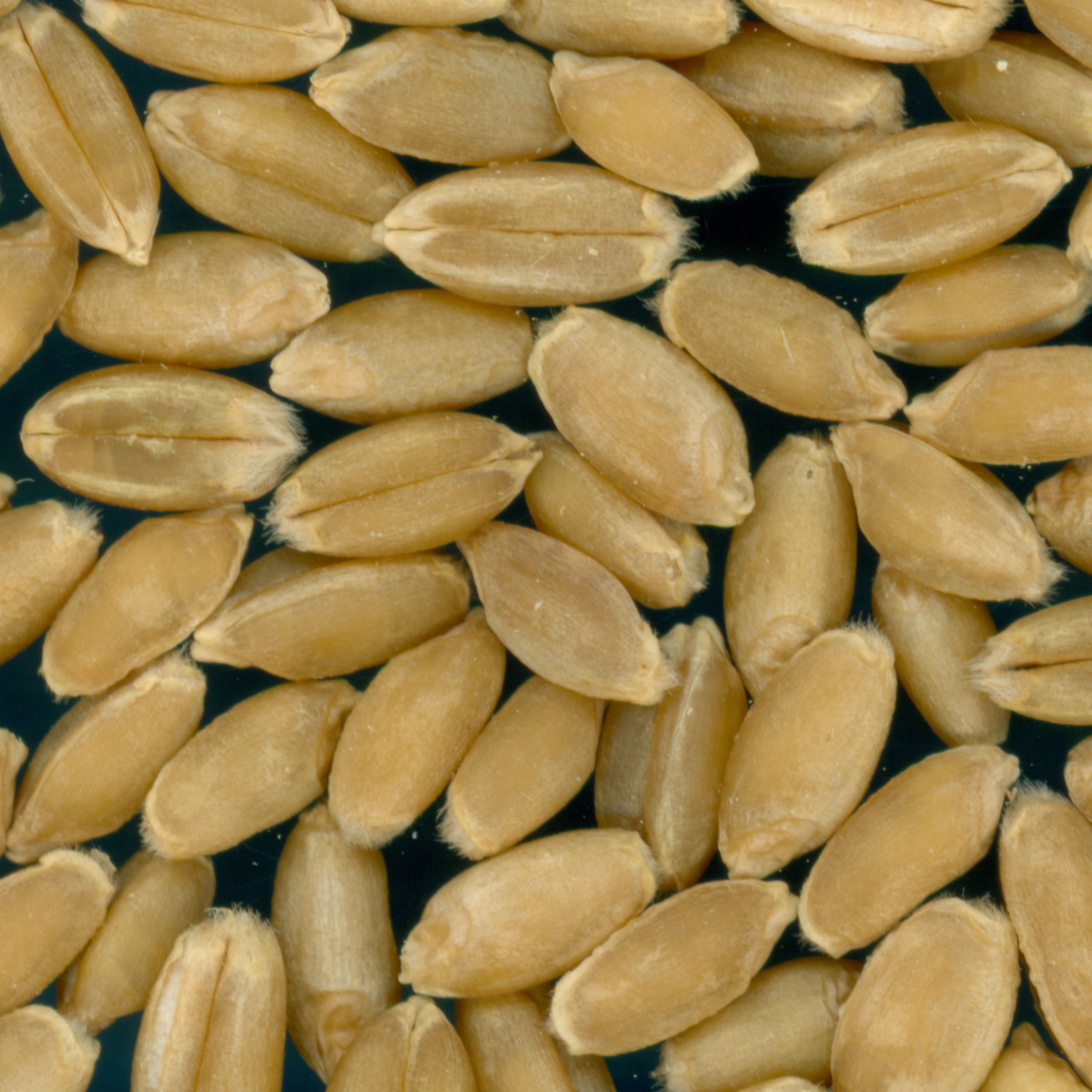 KERNELS